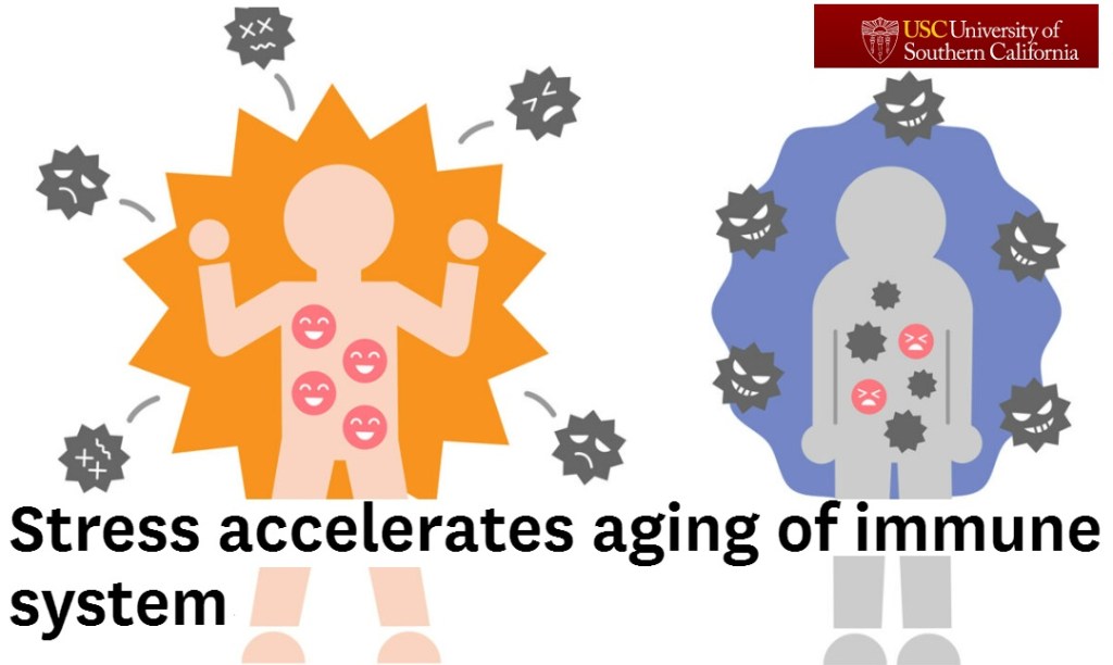 מתח/סטרס מאיץ את ההזדקנות של מערכת&nbsp;החיסון