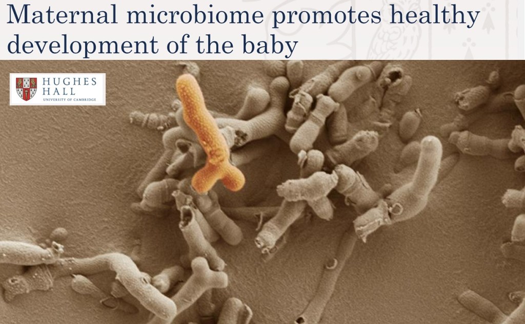 מיקרוביום אימהי מקדם התפתחות בריאה של&nbsp;התינוק