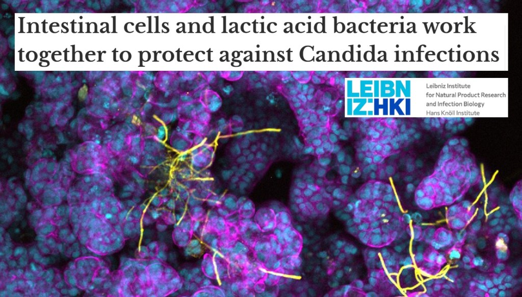 חיידקי 'חומצת חלב' ואפיתל המעי מגנים מפני זיהום&nbsp;קנדידה