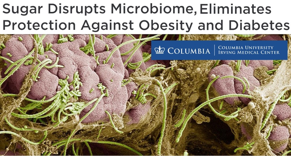 סוכר משנה את המיקרוביום של המעי וגורם לשרשרת אירועים שמובילה למחלות מטבוליות, טרום סוכרת ועלייה&nbsp;במשקל.