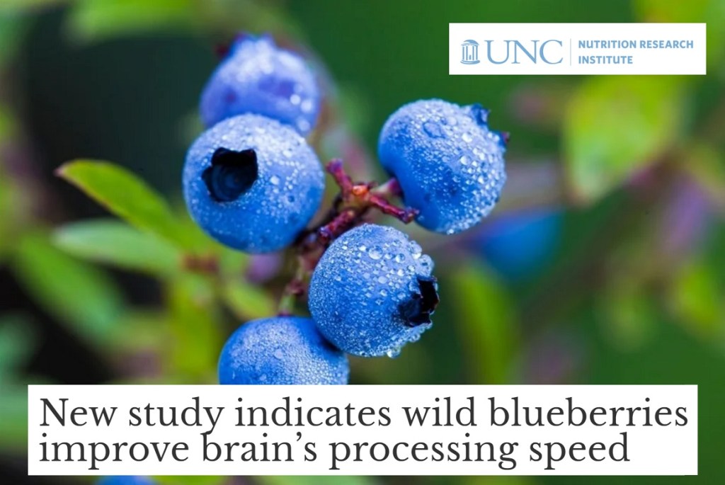 אוכמניות בר משפרות את מהירות העיבוד של המוח ואת הבריאות הקרדיו-וסקולרית