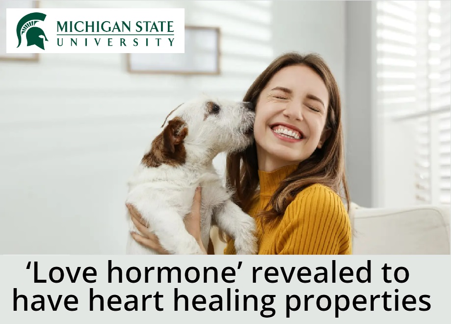 החיבור בין המוח ללב&nbsp;ולאהבה