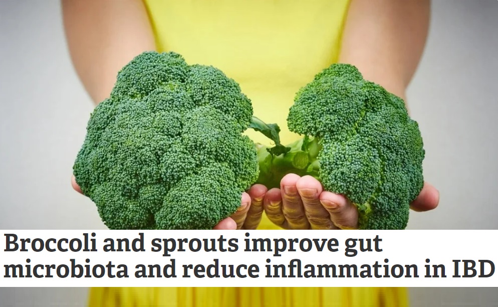 סולפוראפן הנמצא בברוקולי ויתר מצליבים – מעי&nbsp;דלקתי