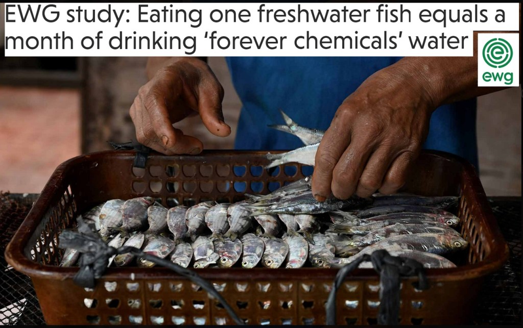 אכילת דג מים מתוקים אחד שווה לחודש של שתיית מים מבחינת רמות של "כימיקלים נצחיים".