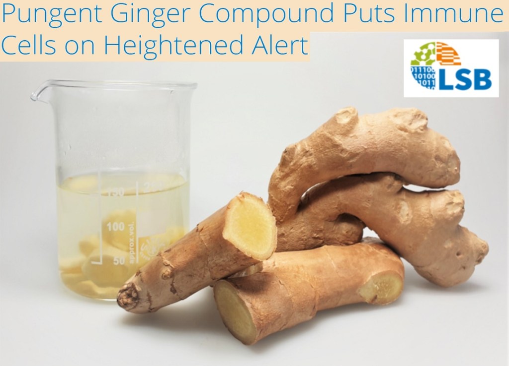 גי'נג'ר טרי מגביר את הכוננות של מערכת החיסון