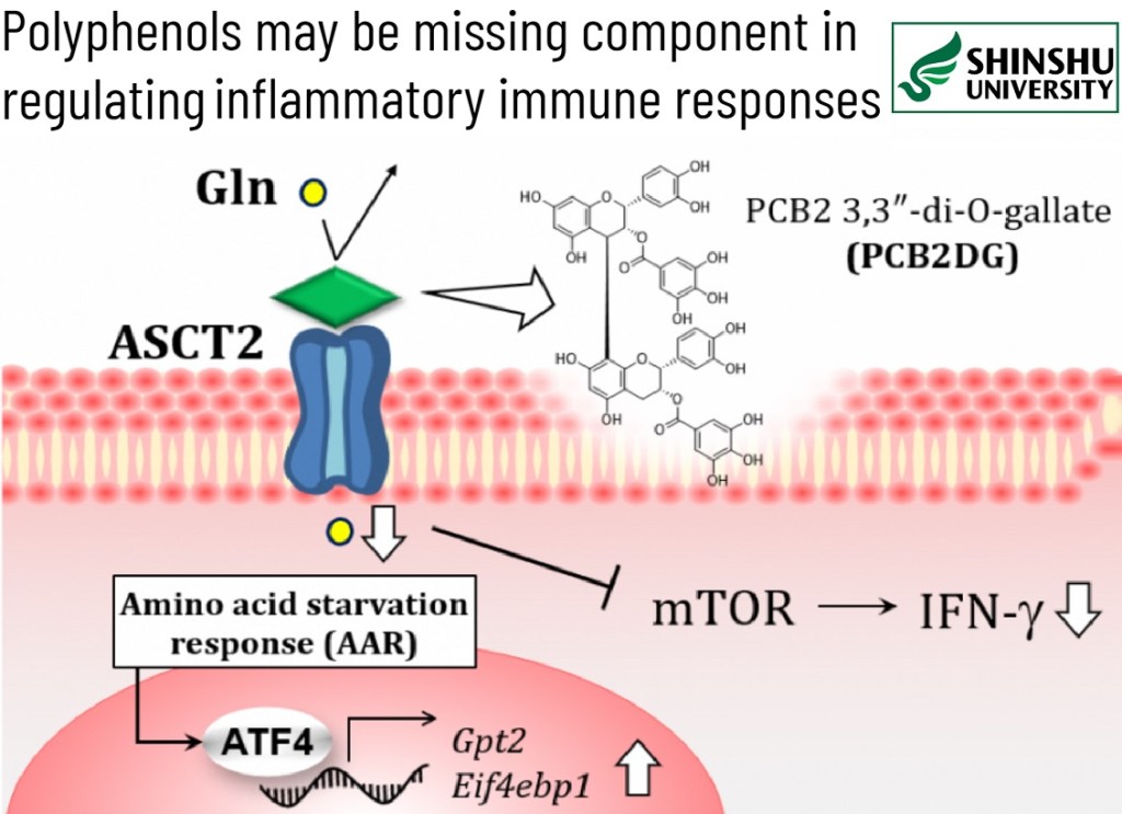 פוליפנולים עשויים להיות החוליה החסרה בוויסות תגובות דלקתיות ותגובות אוטואימוניות