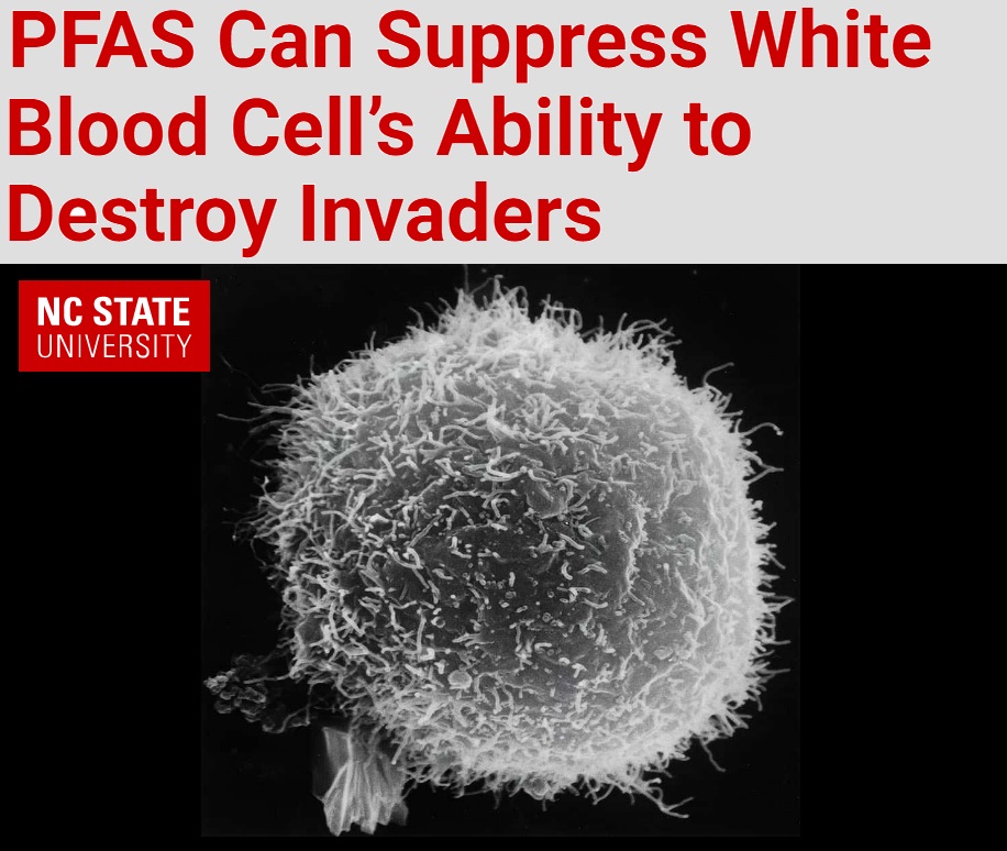חומרים אורגניים מופלרים (PFAs) יכולים לדכא את יכולת תאי הדם הלבנים להשמיד פולשים