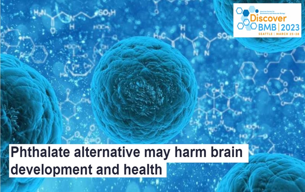 חלופה "בטוחה" לפתלטים נקשרה להזדקנות מואצת ולנזק&nbsp;מוחי