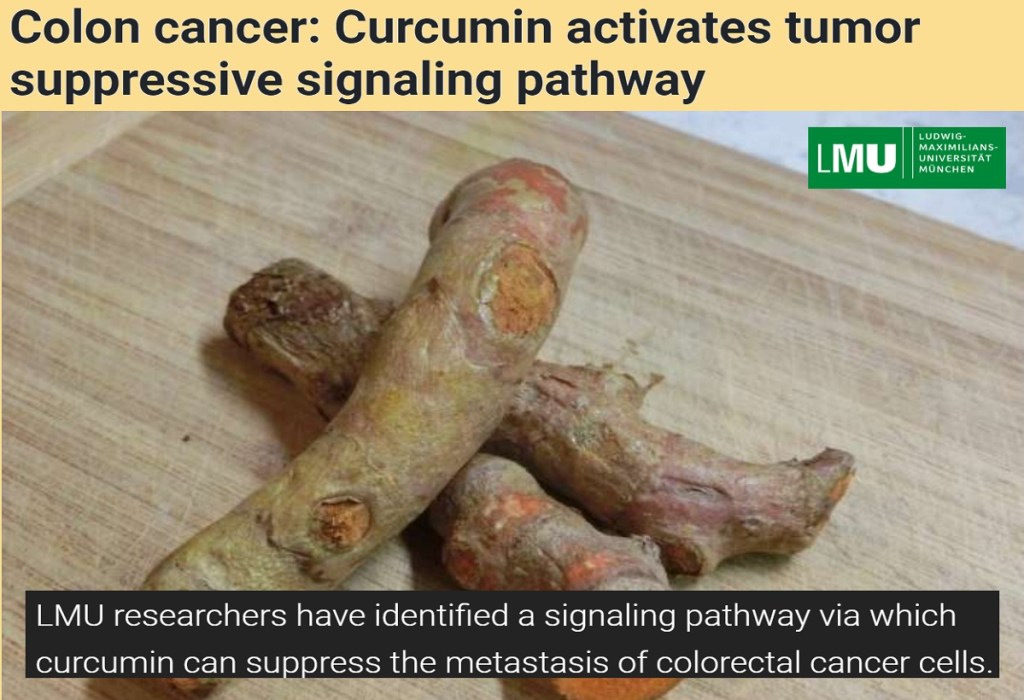 כורכומין מדכא גידול דרך מסלול p53/miR-34