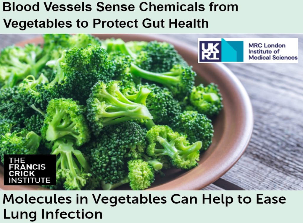 מולקולות הנמצאות בין היתר במצליבים תורמות לבריאות מחסום הריאות והמעי מפני מזהמים&nbsp;סביבתיים