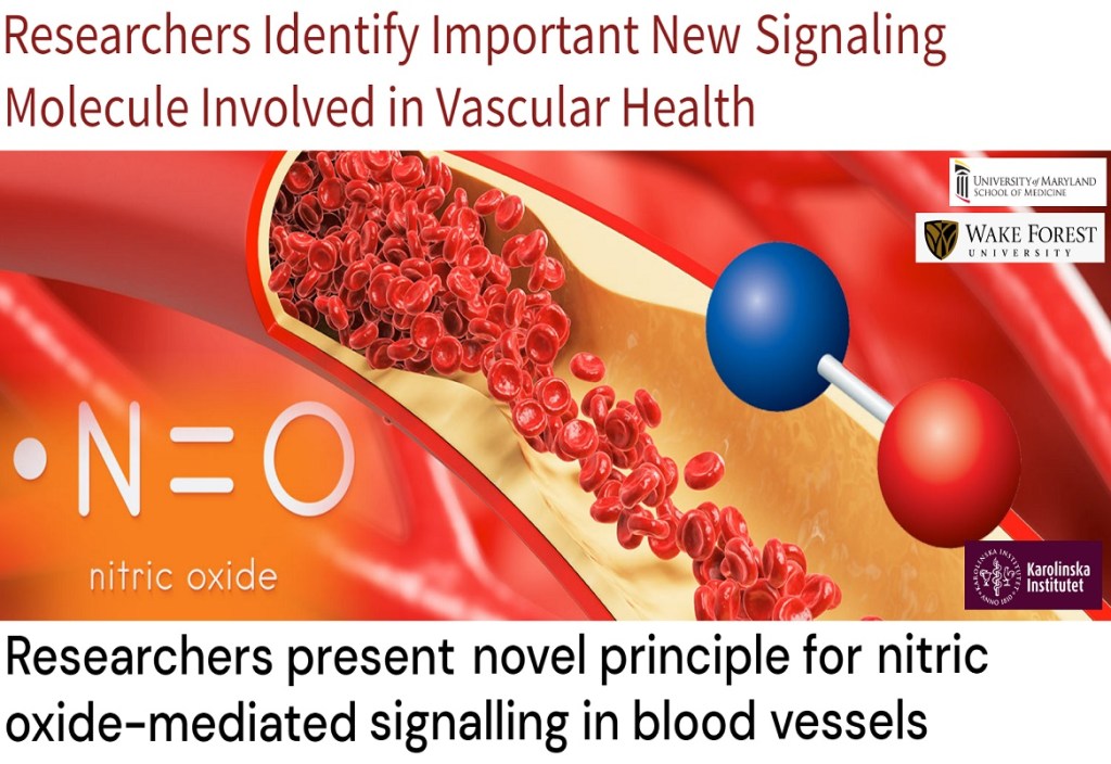 חנקן חמצני (NO) – חשיבות בריאותית ומידעים&nbsp;חדשים