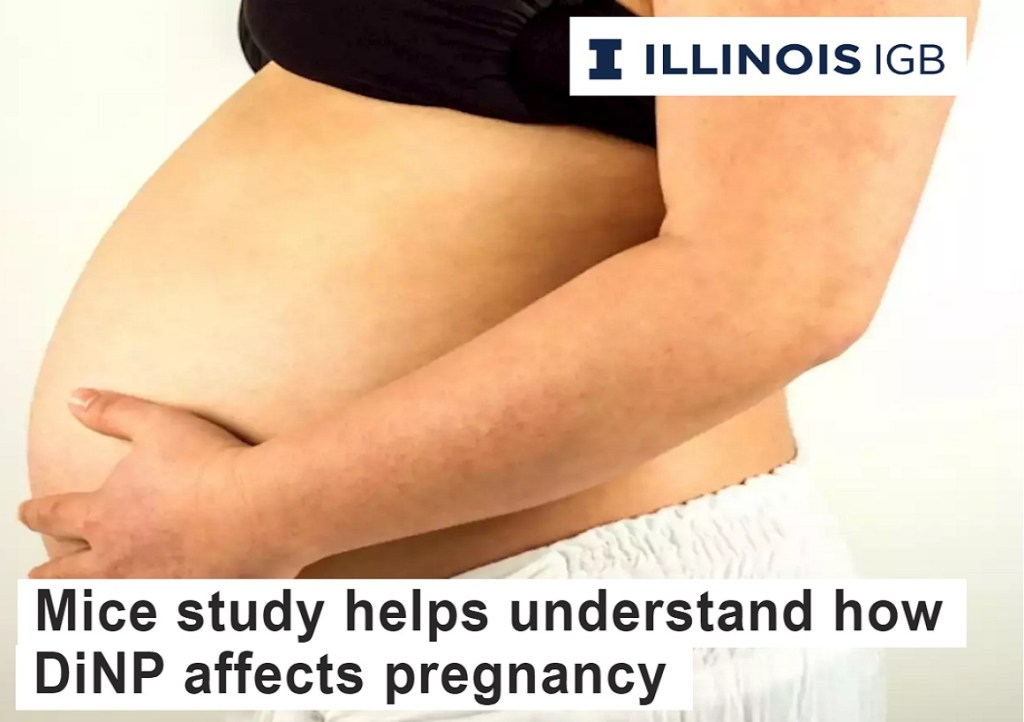 חשיפה לפתלטים בתחילת ההריון משבשת אנגיוגנזה ומעלה סיכון לבעיות בהתפתחות&nbsp;השיליה