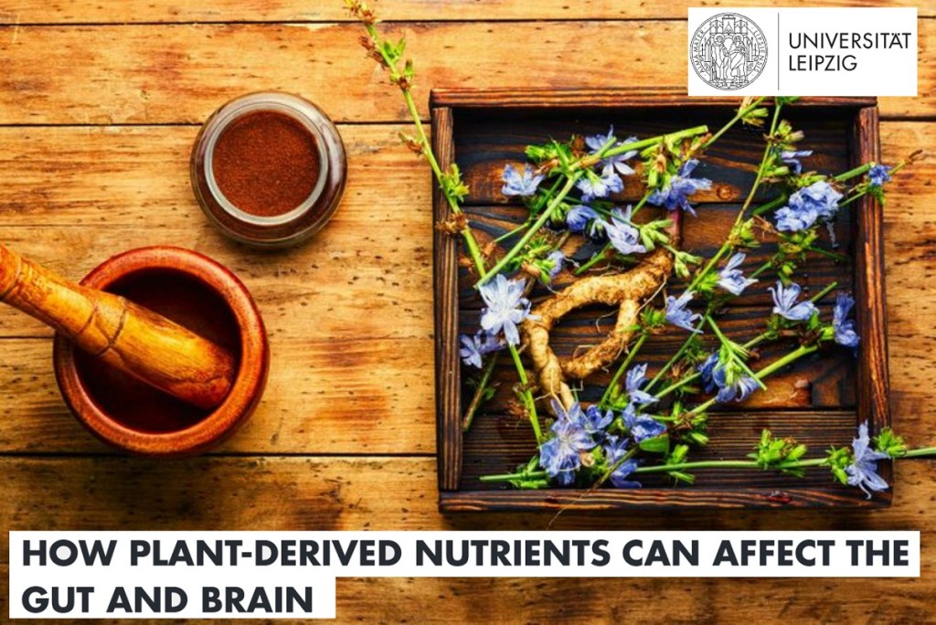 סיבים תזונתיים והשפעתם על אותות התגמול במוח ועל קבלת החלטות הקשורות&nbsp;למזון