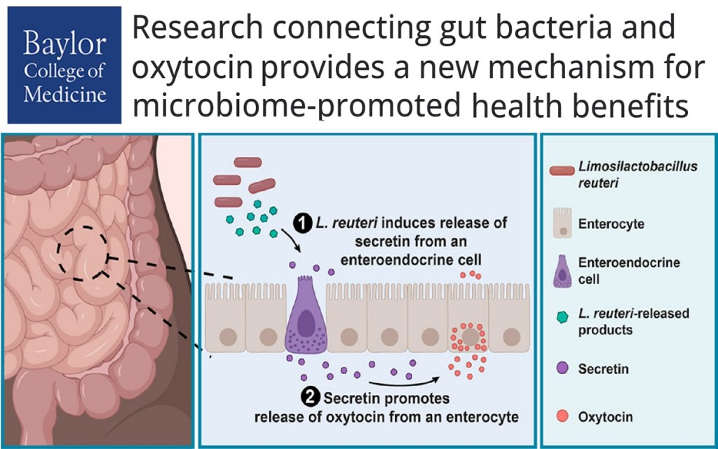 מחקר המחבר בין חיידקי מעיים ואוקסיטוצין מספק מנגנון חדש ליתרונות בריאותיים המקודמים&nbsp;במיקרוביום
