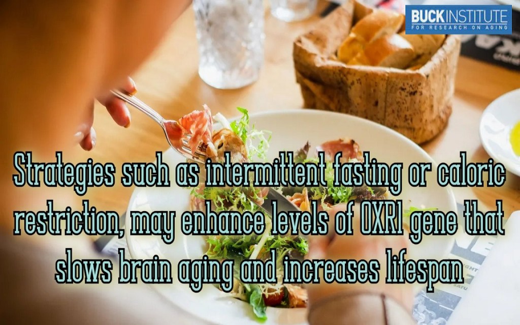 אסטרטגיות כמו צום לסירוגין או הגבלה קלורית יכולים לשפר ביטוי גן שמאט את הזדקנות המוח ומגדיל את תוחלת&nbsp;החיים