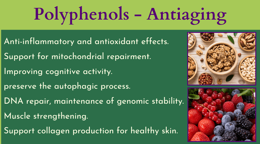 פוליפנולים ואנטי-אייג'ינג: המדריך המלא לרכיבי תזונה מאריכי חיים