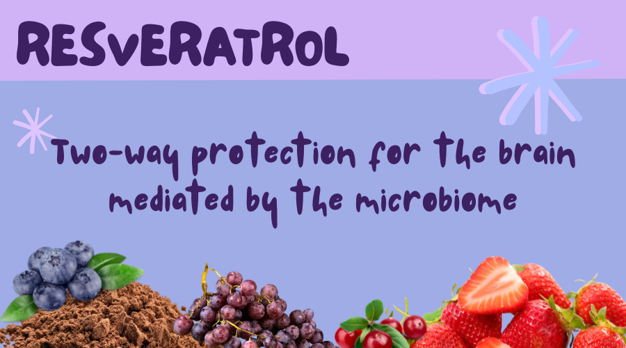 רזברטרול: הגנה דו כיוונית על המוח בתיווך&nbsp;המיקרוביום